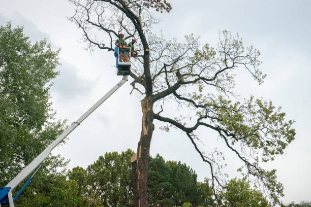 Best Fruit Tree Pruning  in Timberne, LA