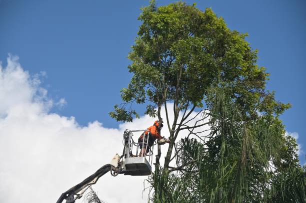 Best Stump Grinding and Removal  in Timberne, LA