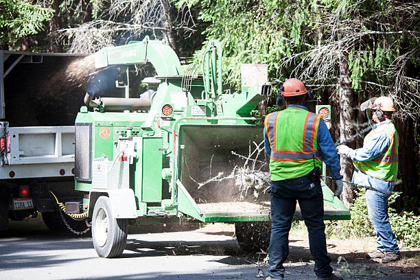 Pest Control for Lawns in Timberlane, LA